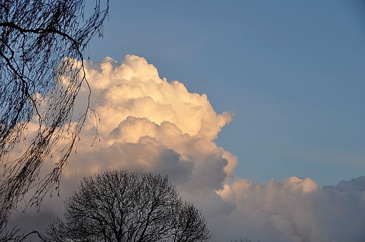 Bloemkoolwolk.