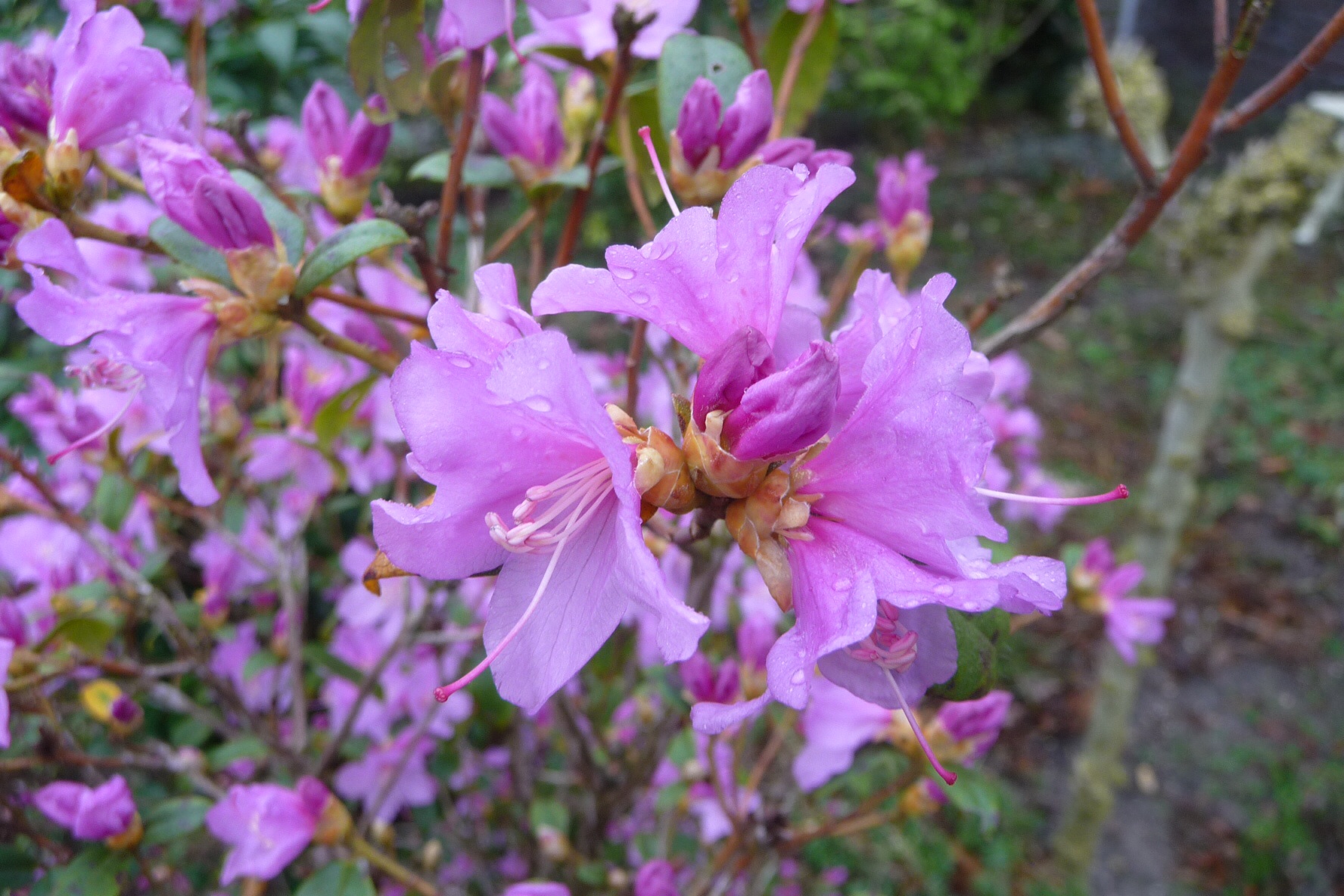 Azalea 3