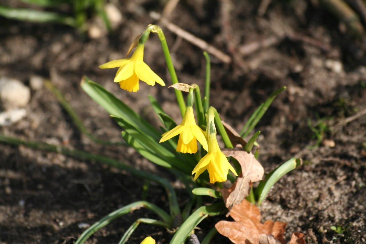 Narcissen