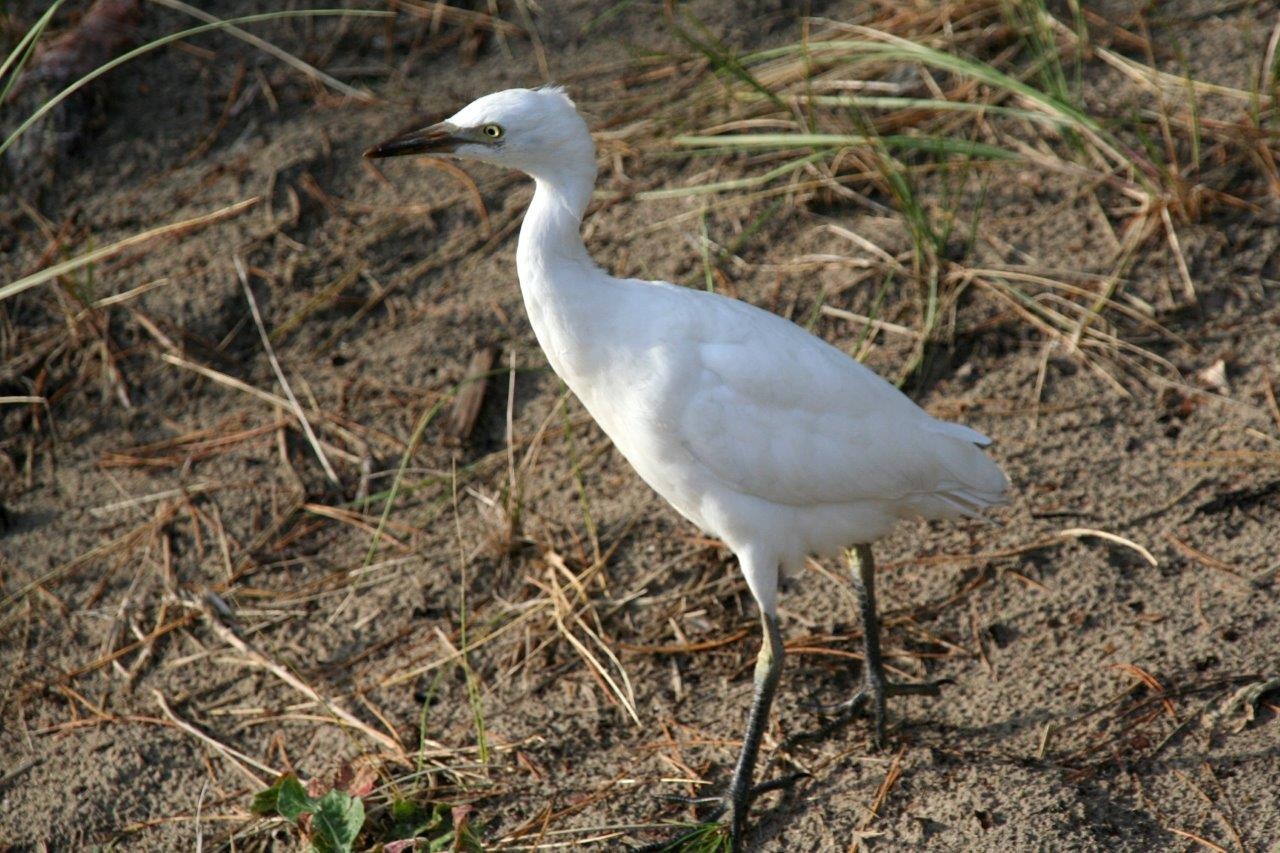 Koereiger