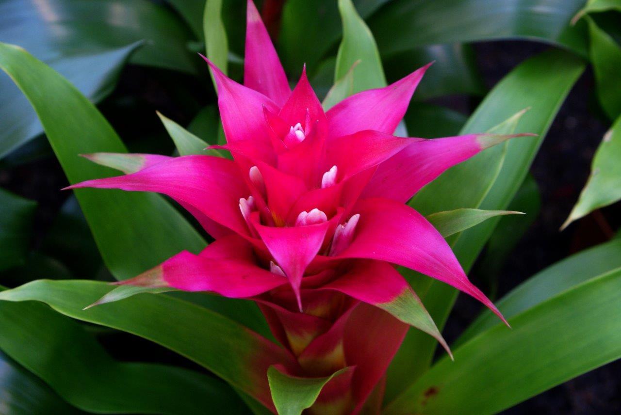 soort bromelia