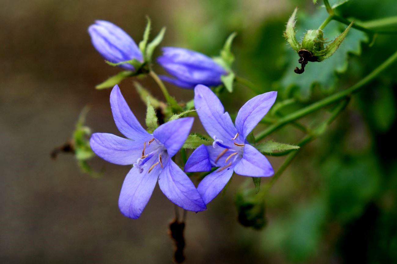 Bloempjes in januari