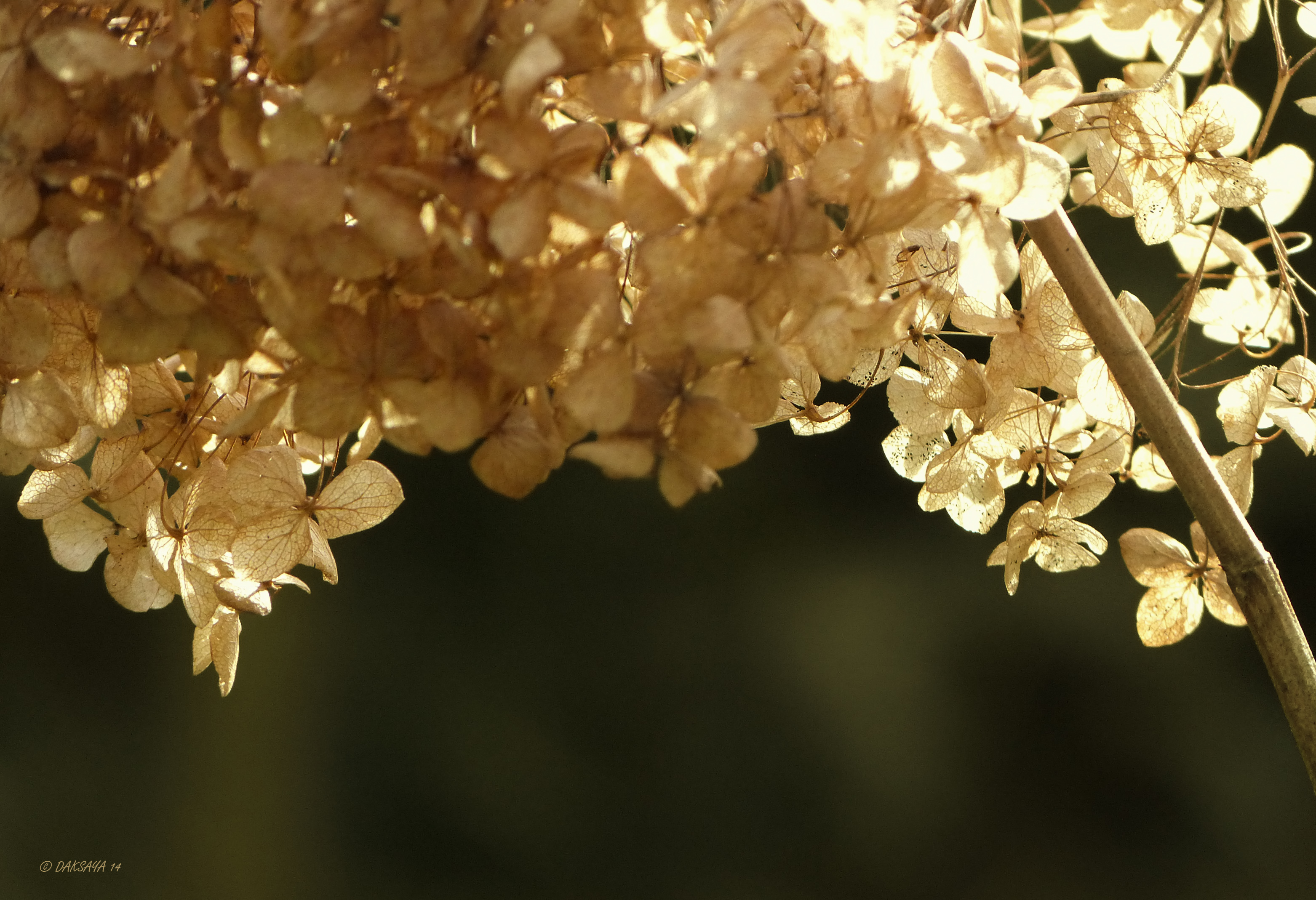 Hortensia