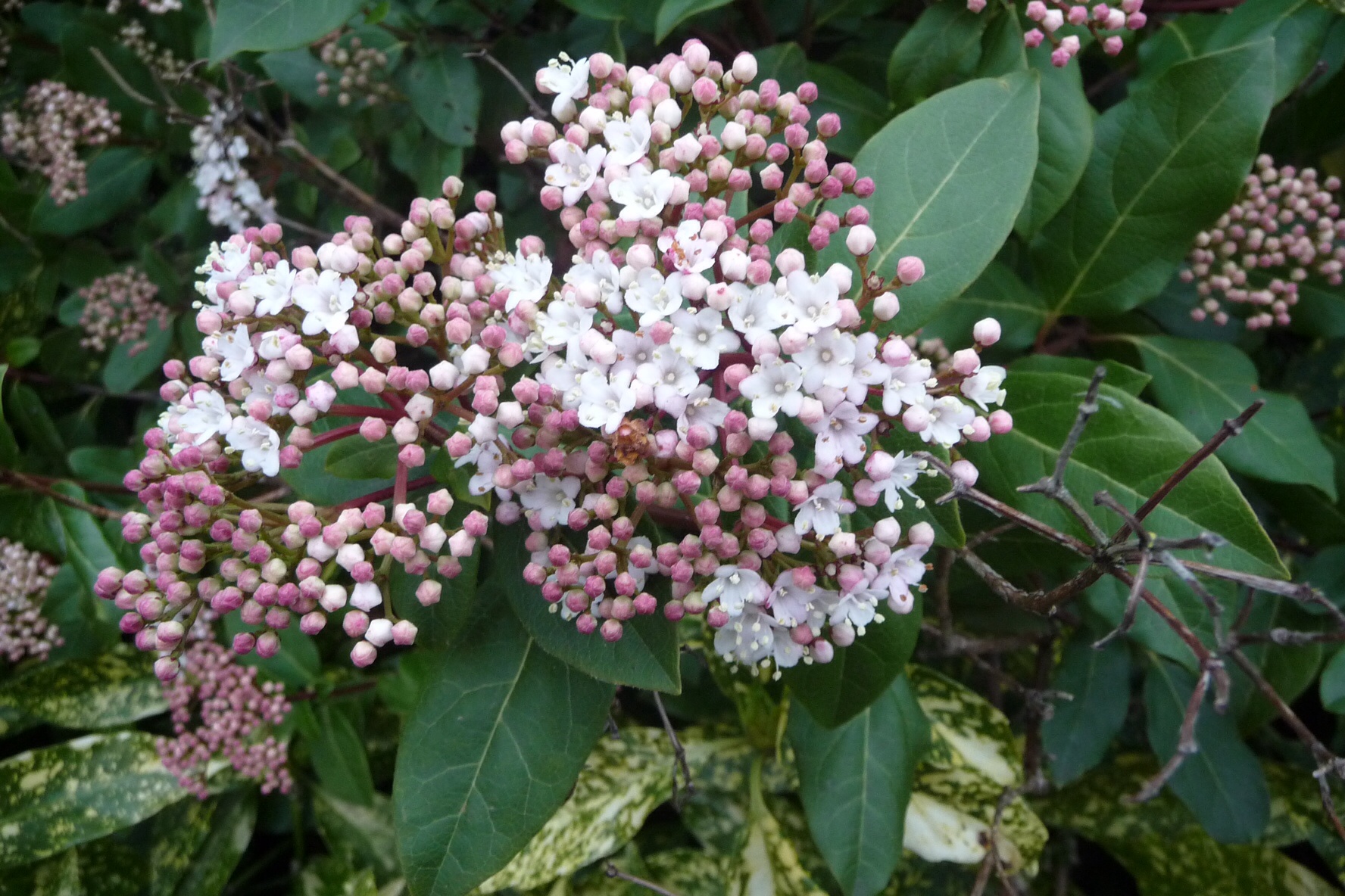 Spiraea