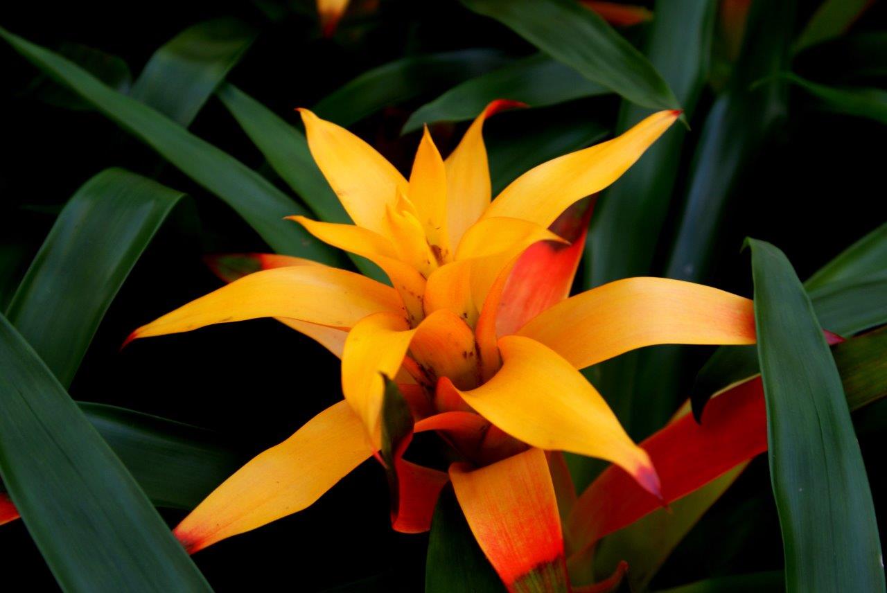 bromelia