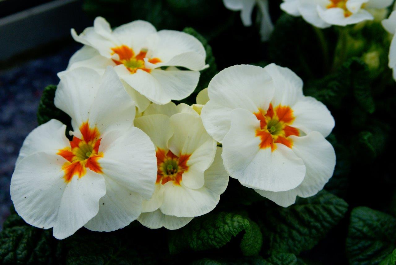 Primula