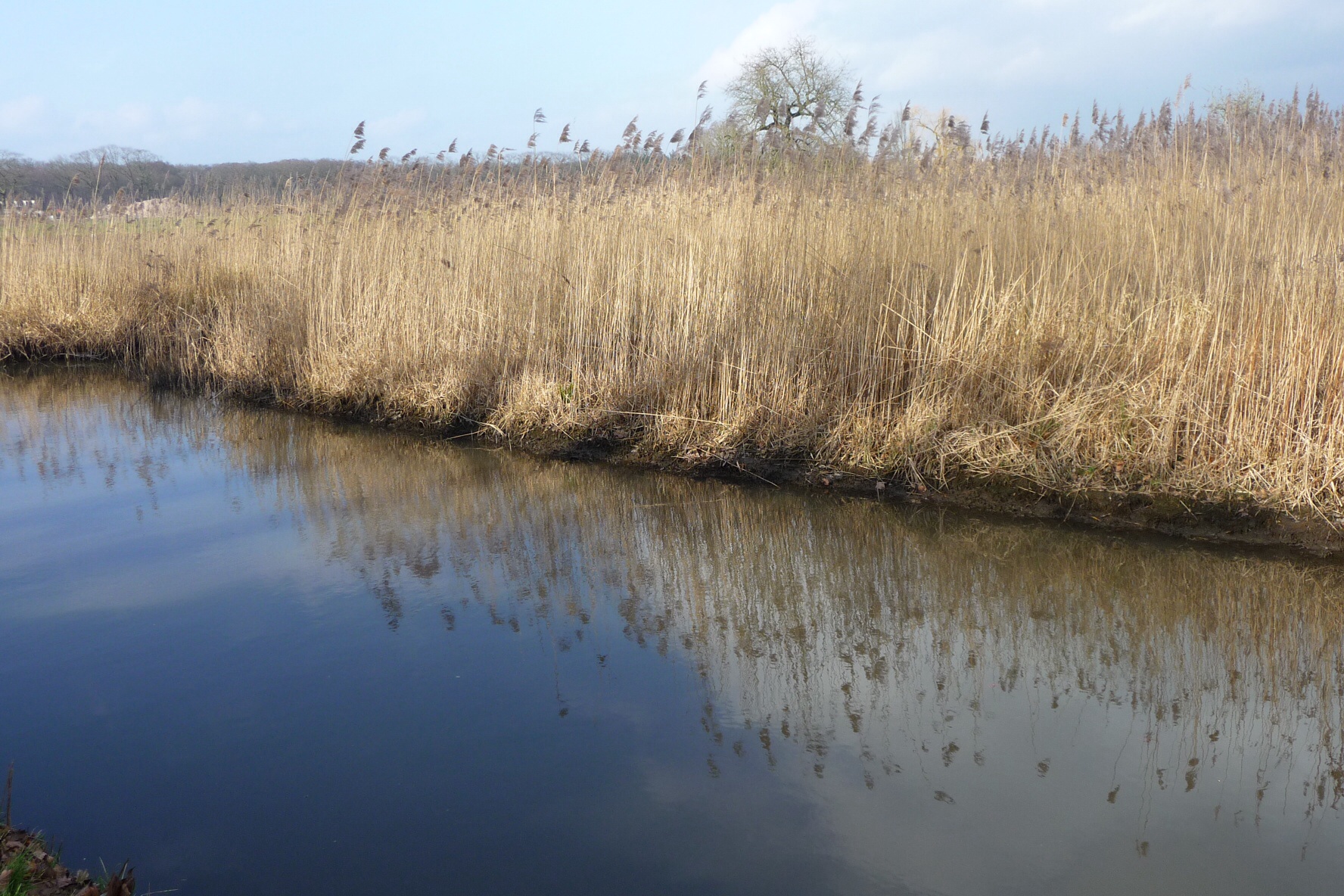 Riet 4