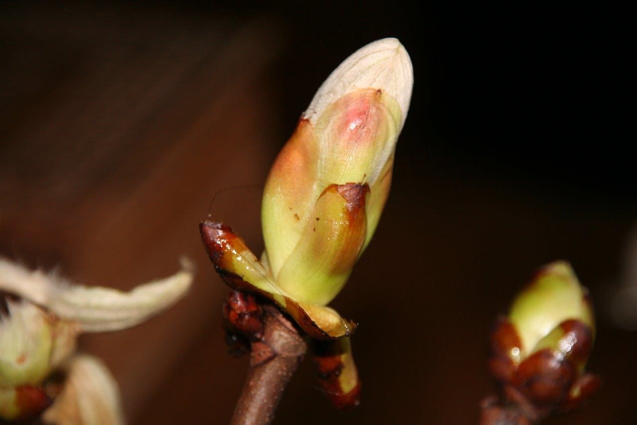 Kastanje knop 2