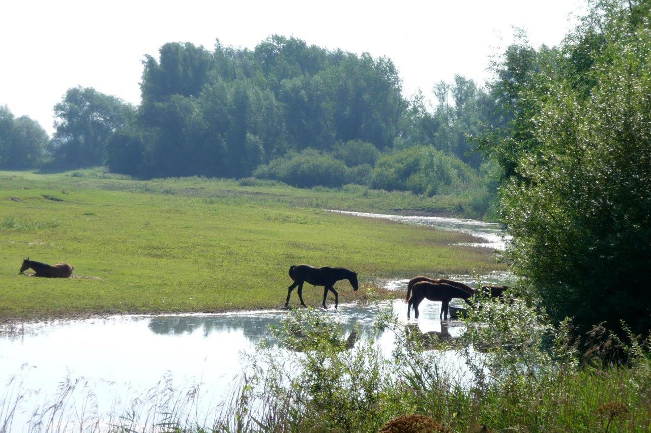 Paarden 2