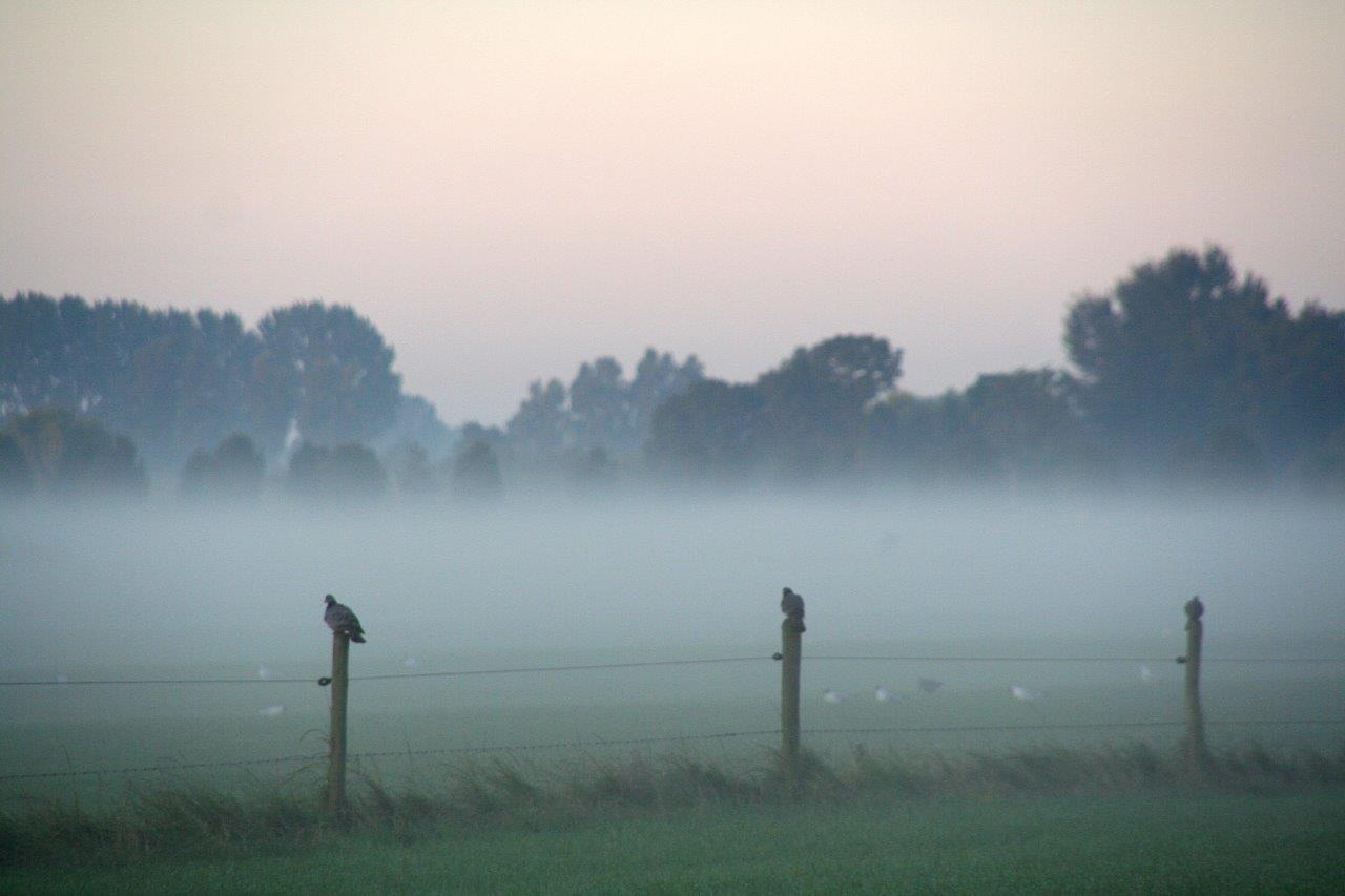 Duiven in de mist