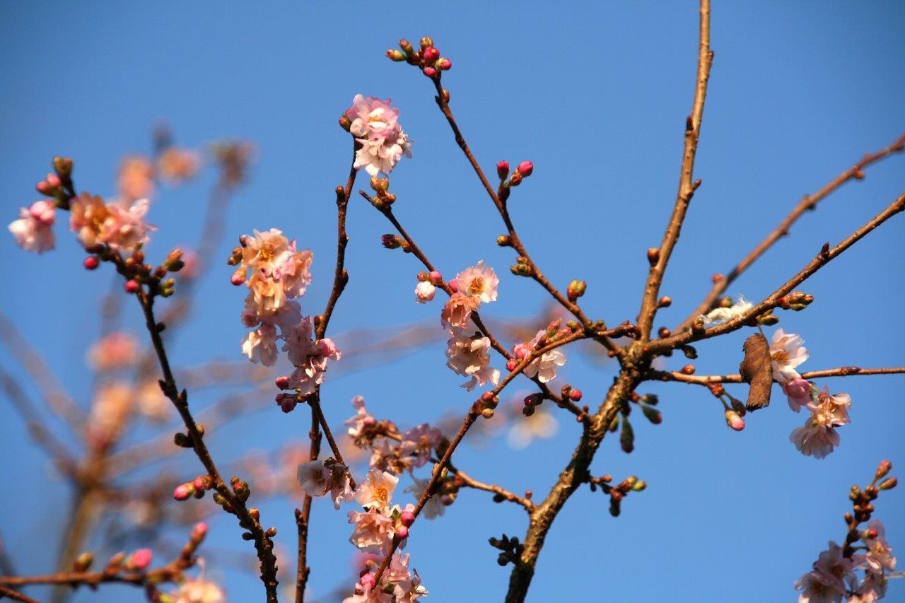 Eerste bloesem