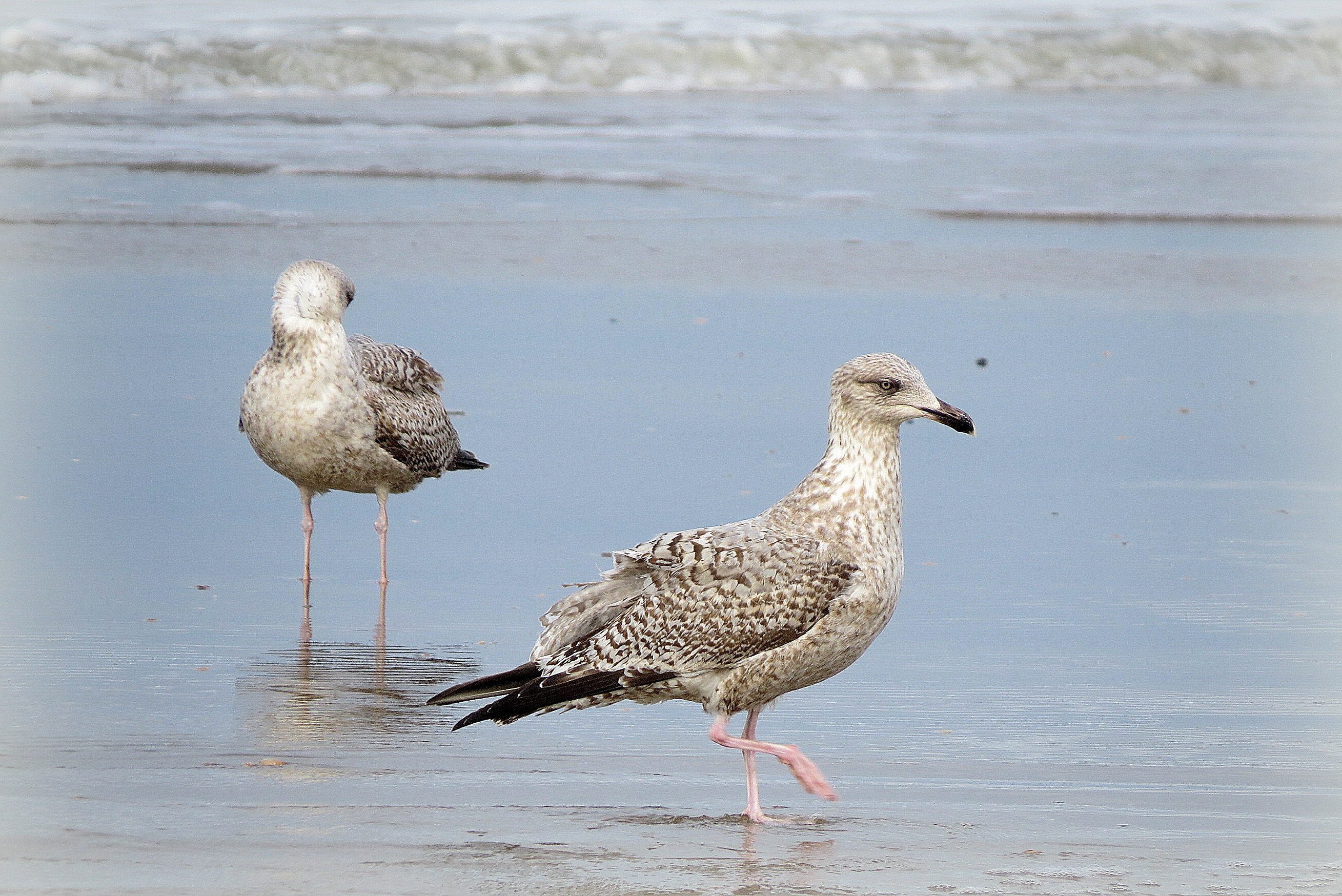 Hij wil me niet zien!