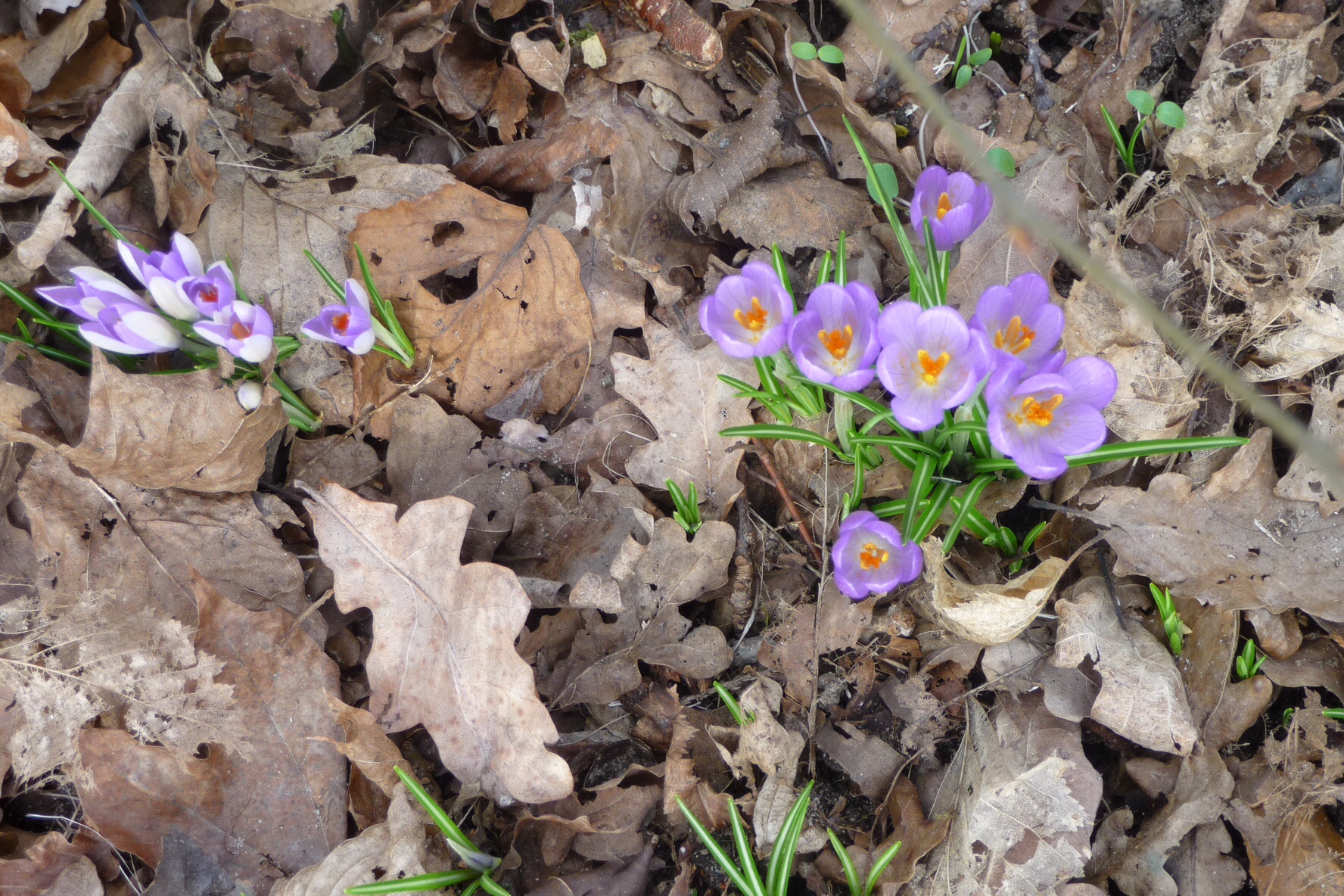 Krokus