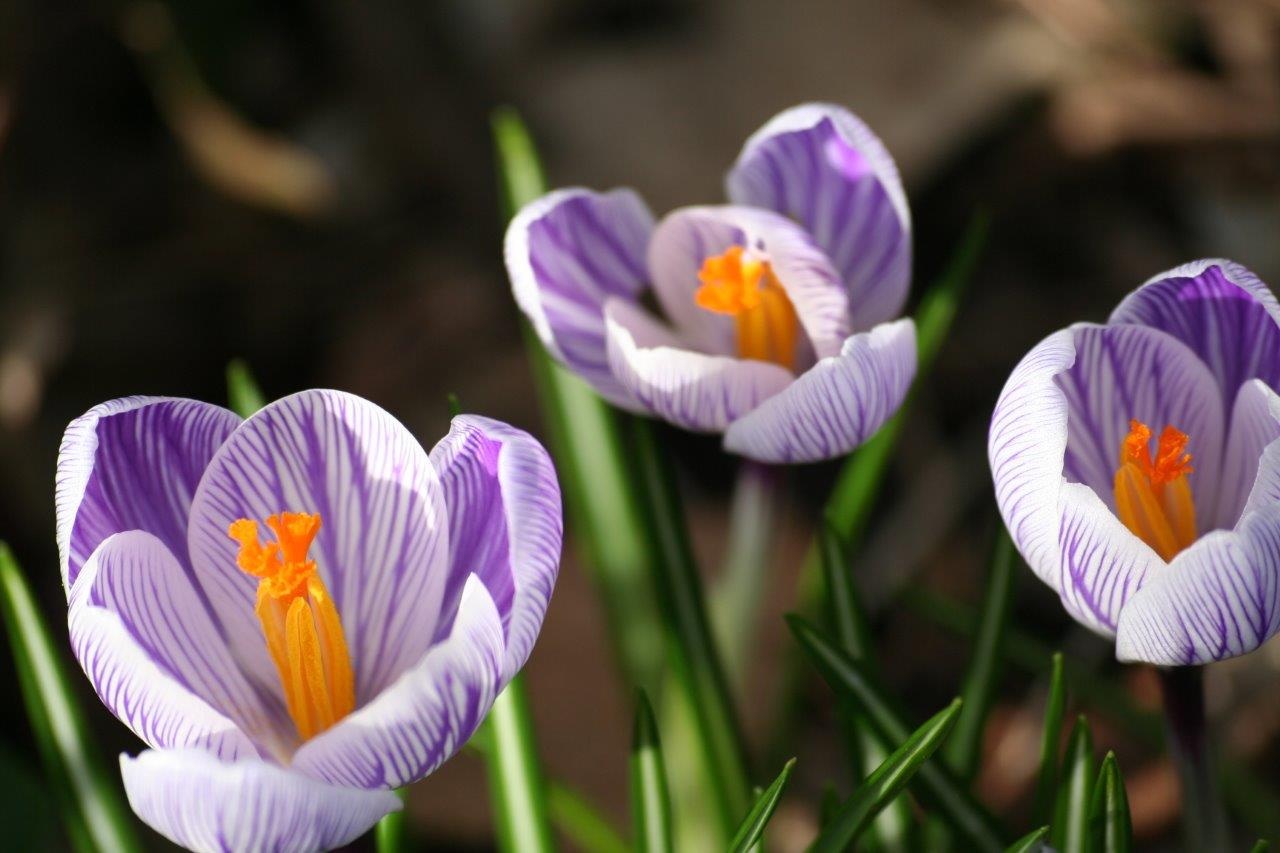 Krokus gestreept