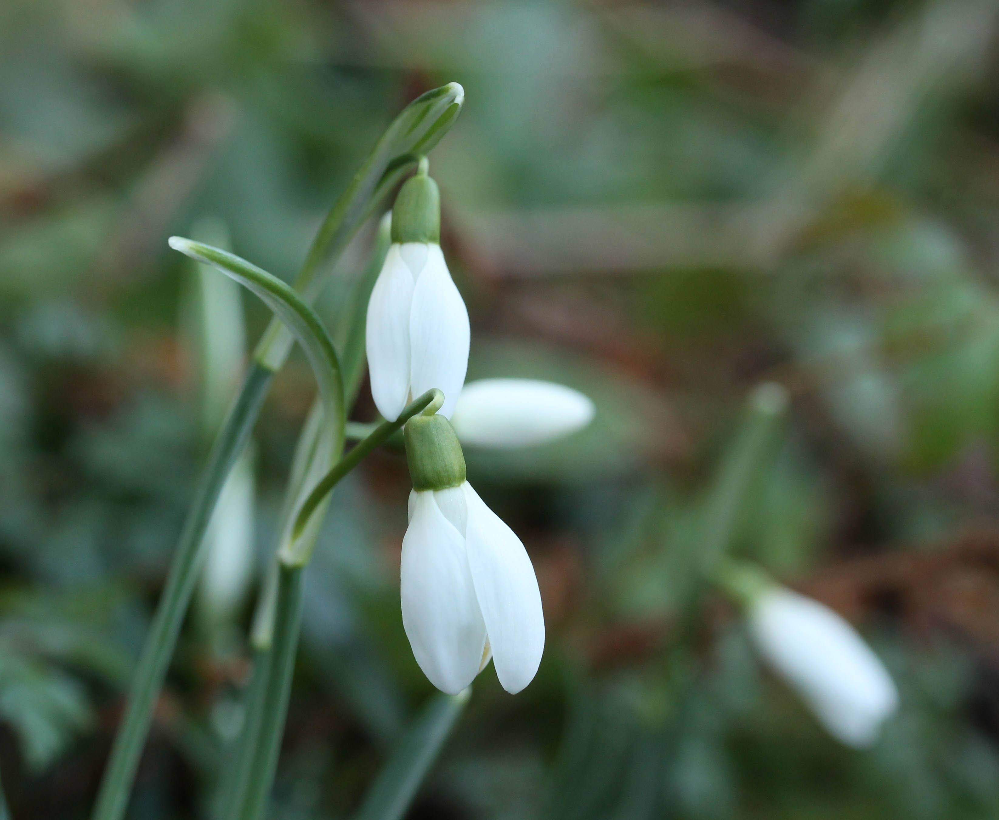Vroege lente dit jaar