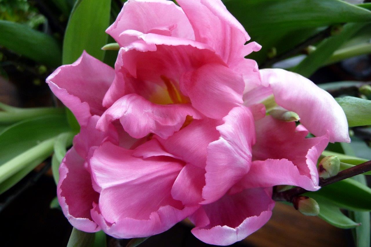 Roze tulp