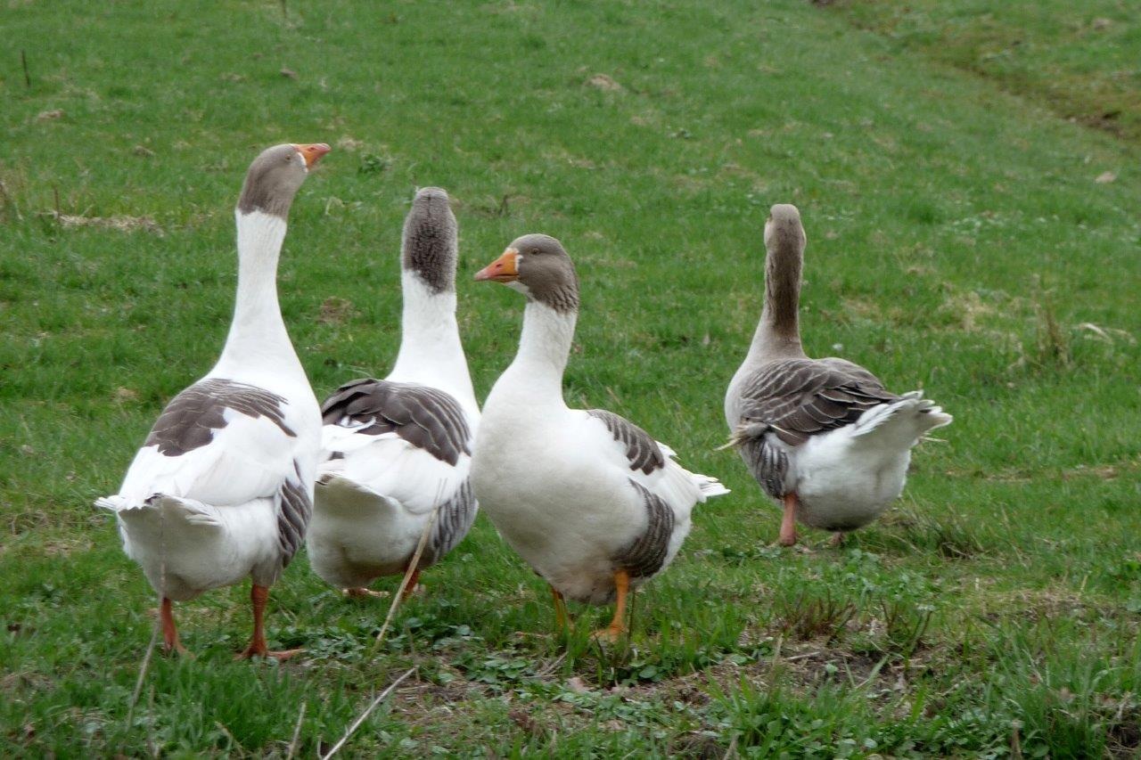 Familie gans 2