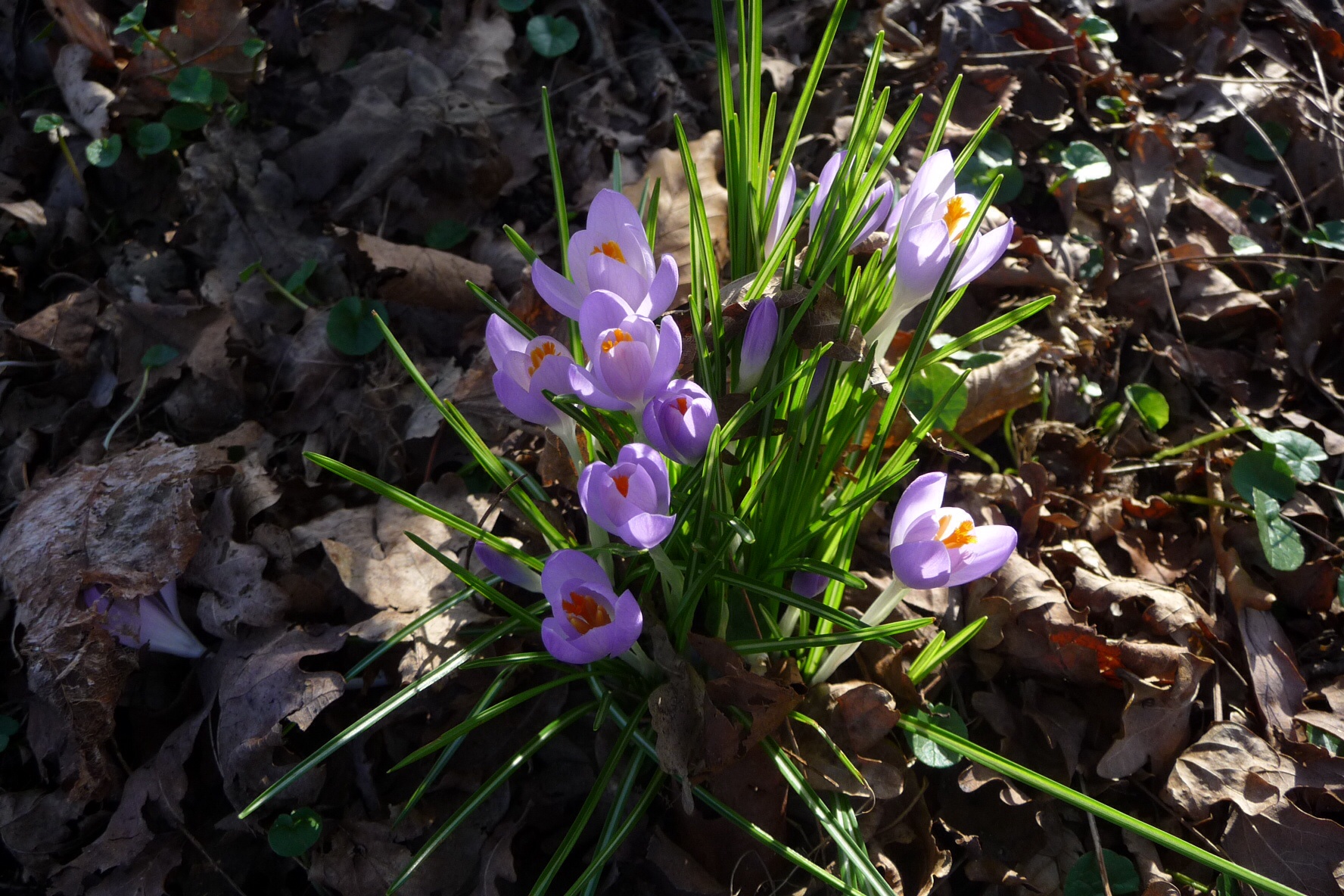 Krokus