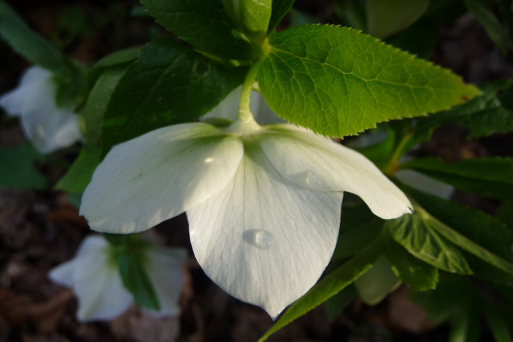 Helleborus met druppel