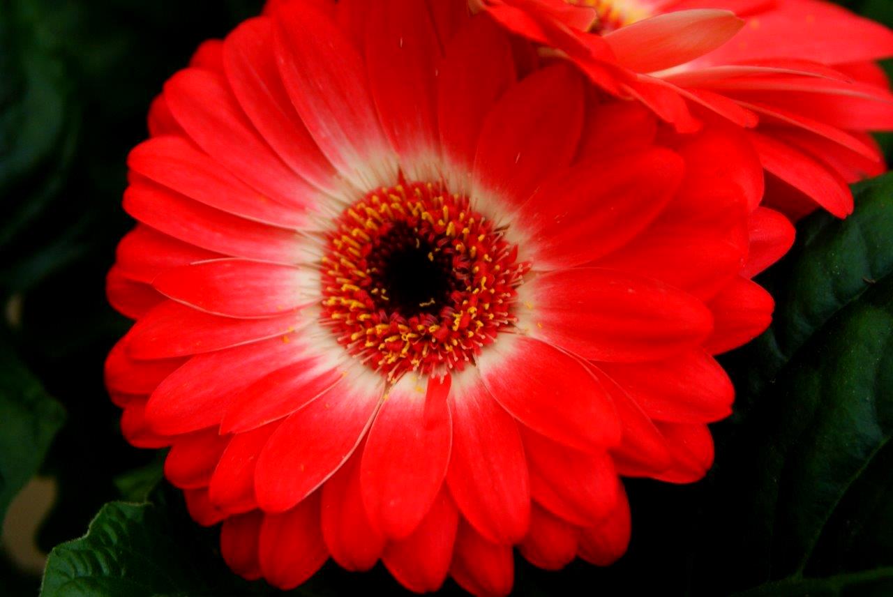 Gerbera