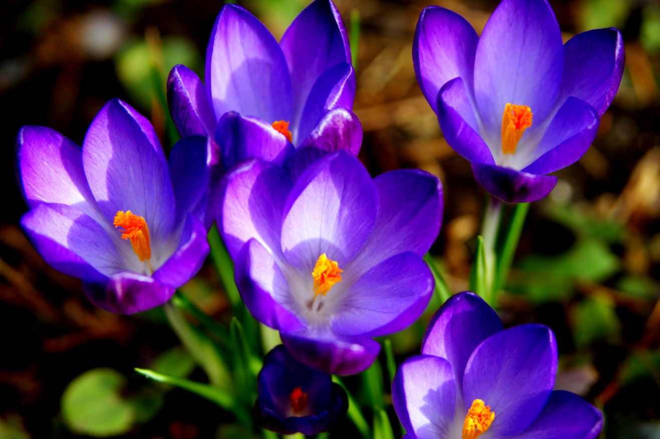 paarse krokussen