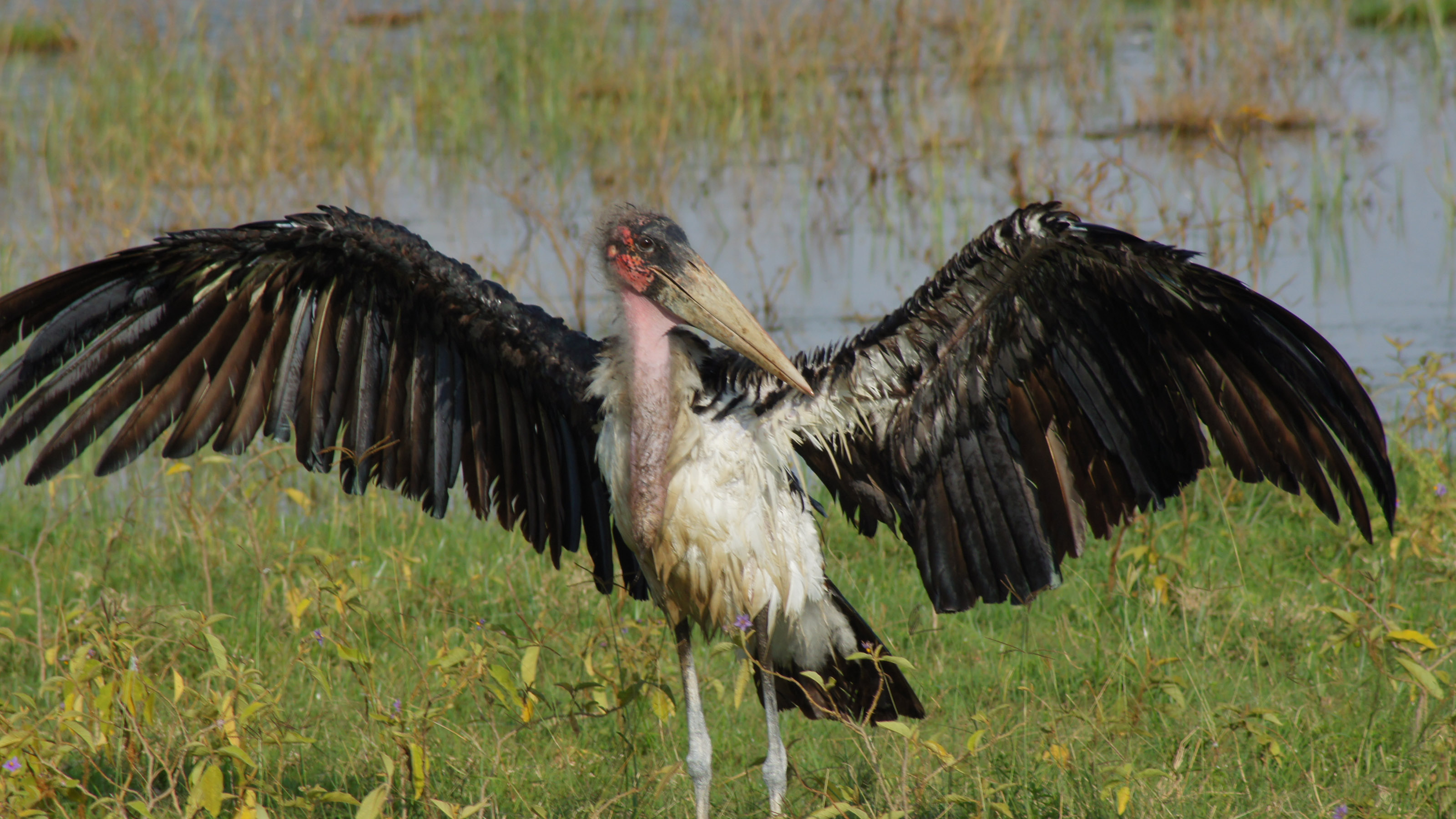 Mareboe strekt zijn vleugels