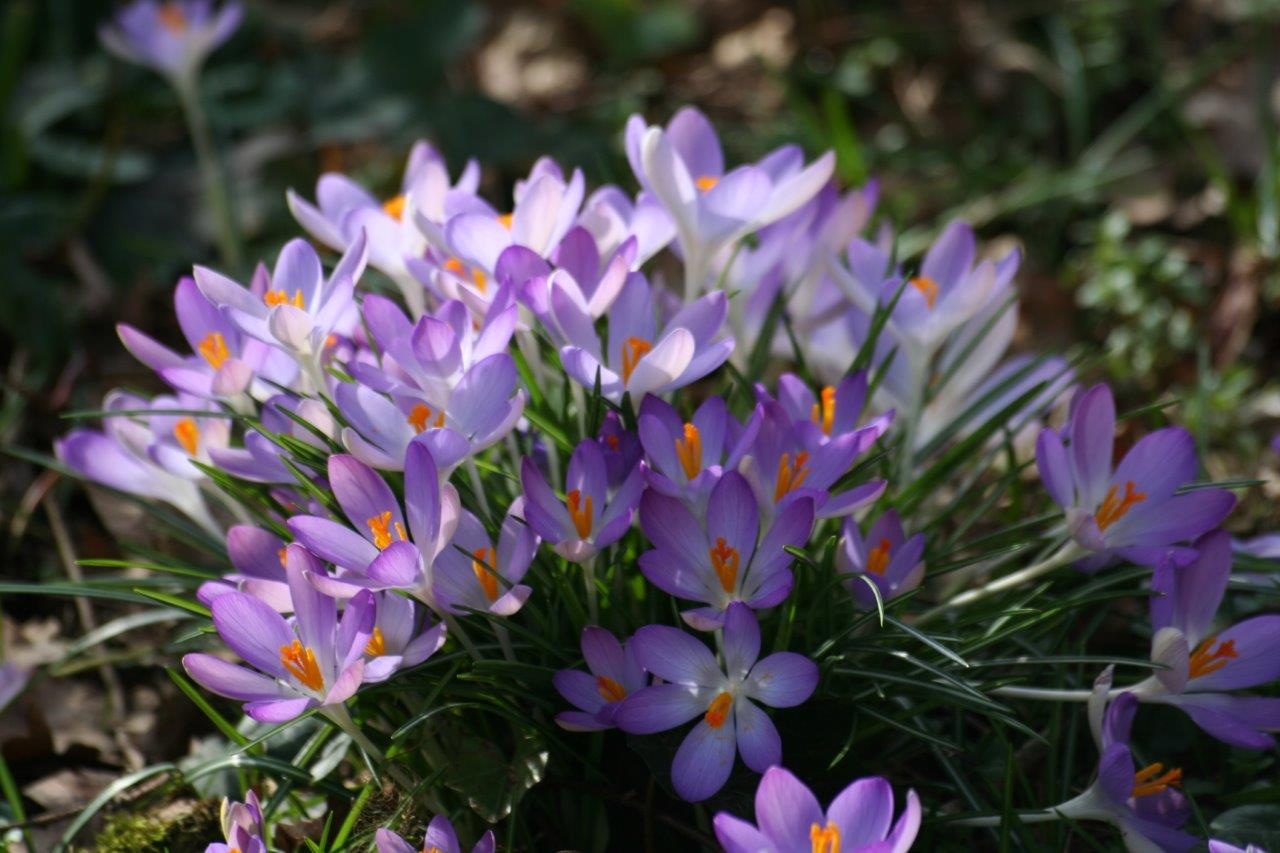 Krokus