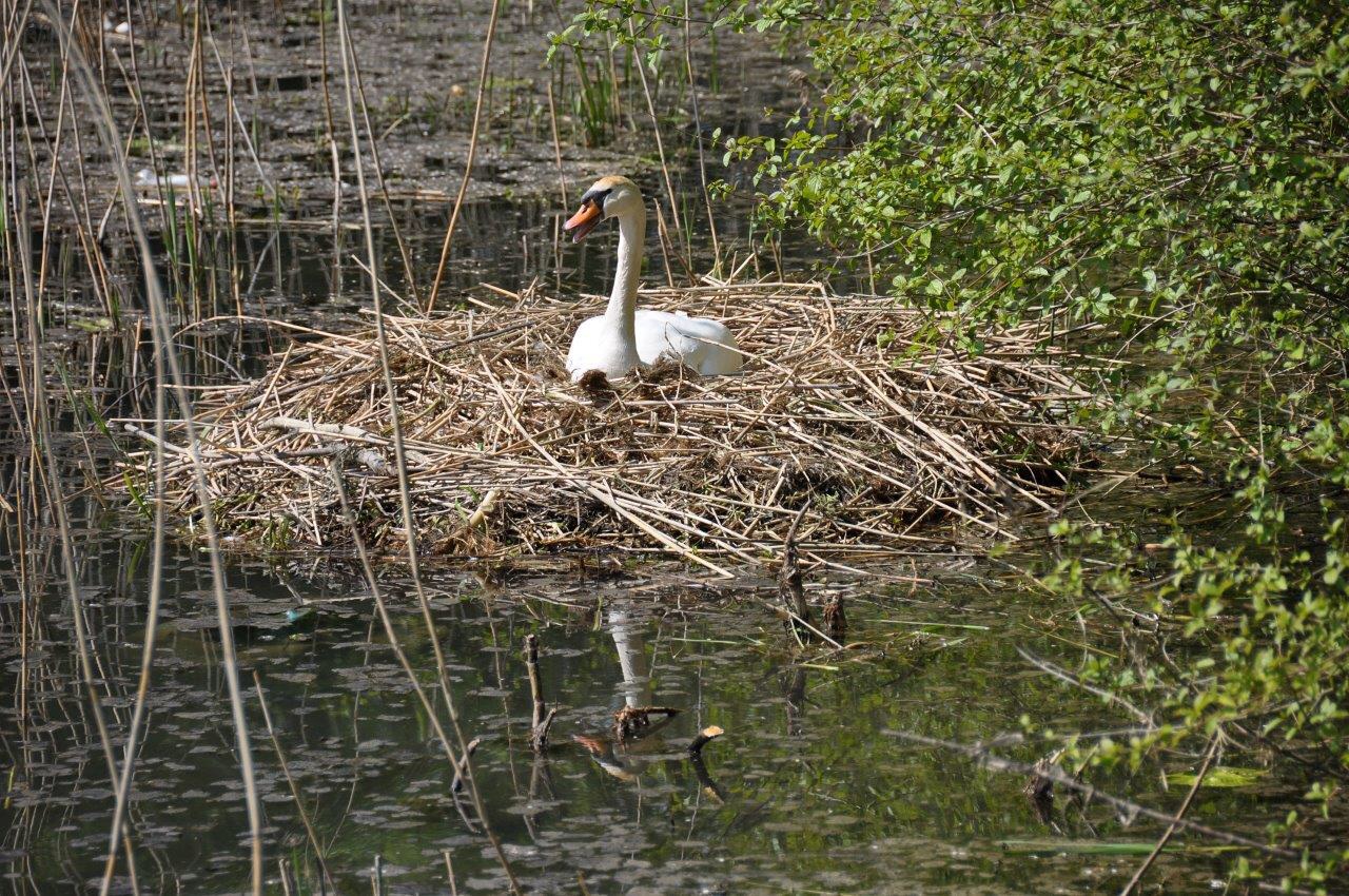 Zwaan op nest