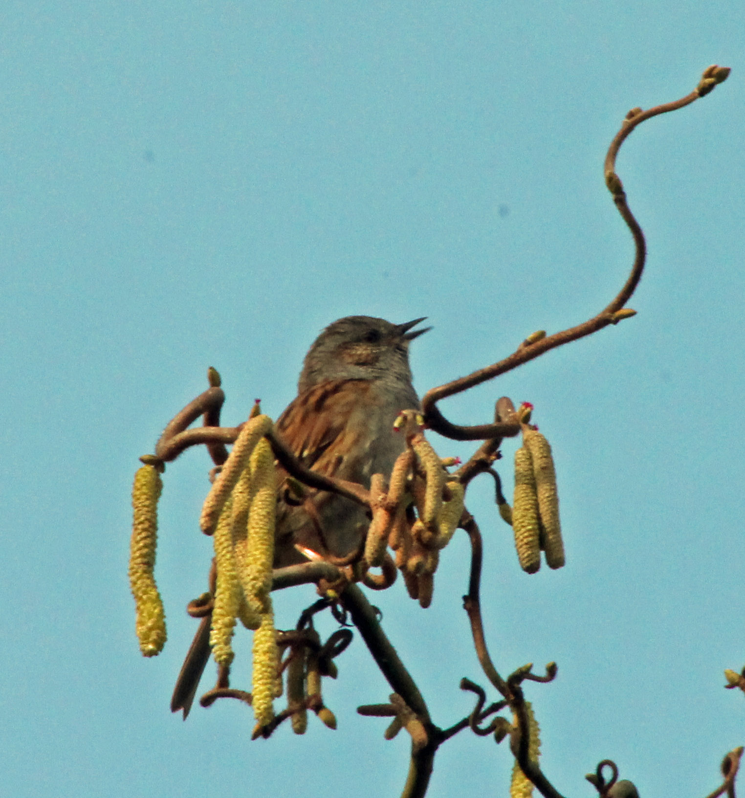 Klein beestje, groot geluid