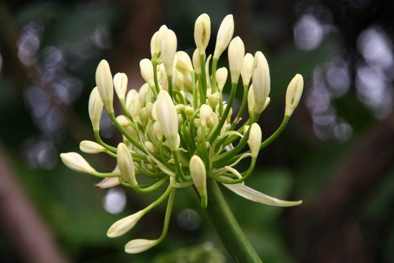 Agapanthus wit