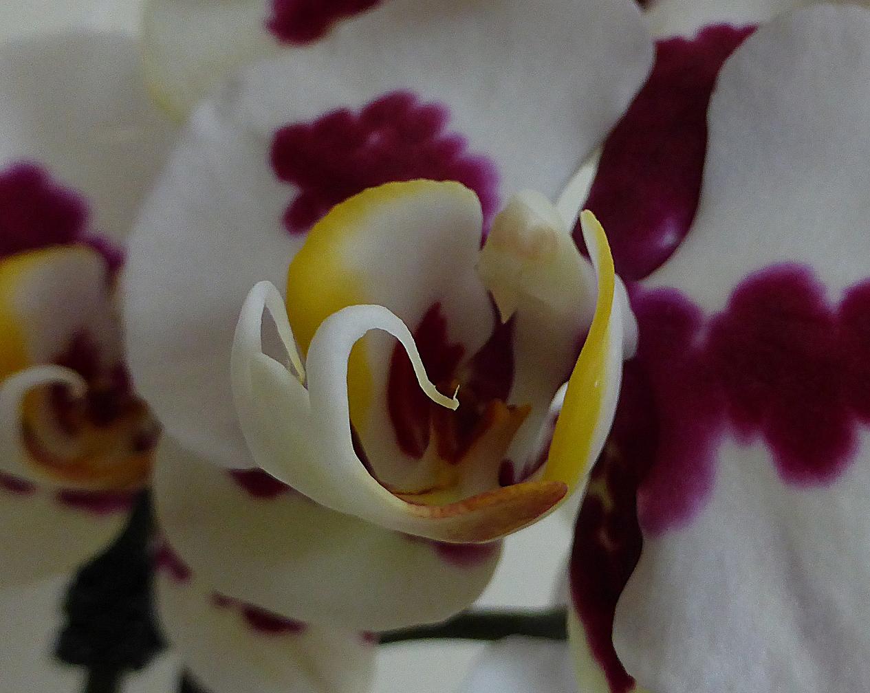 Orchidee 2
