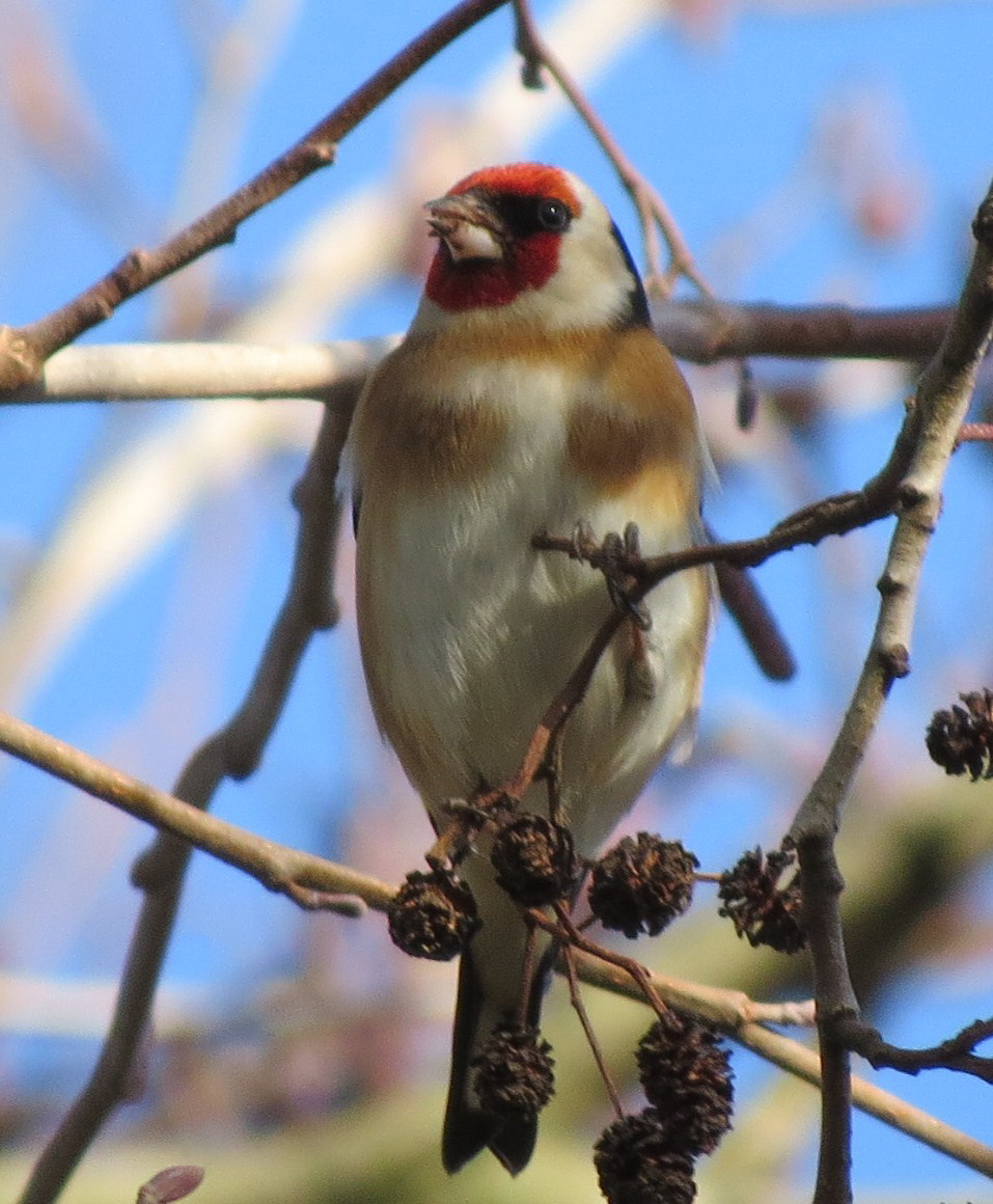 Putter in februarizon