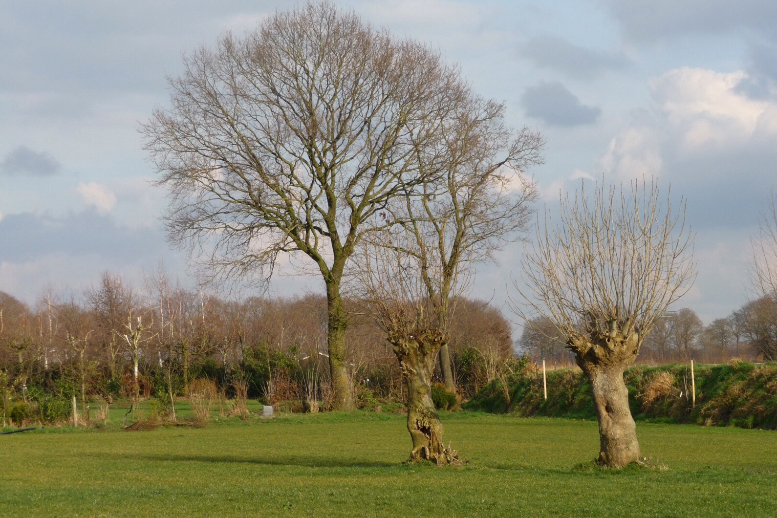 Knotten en bomen