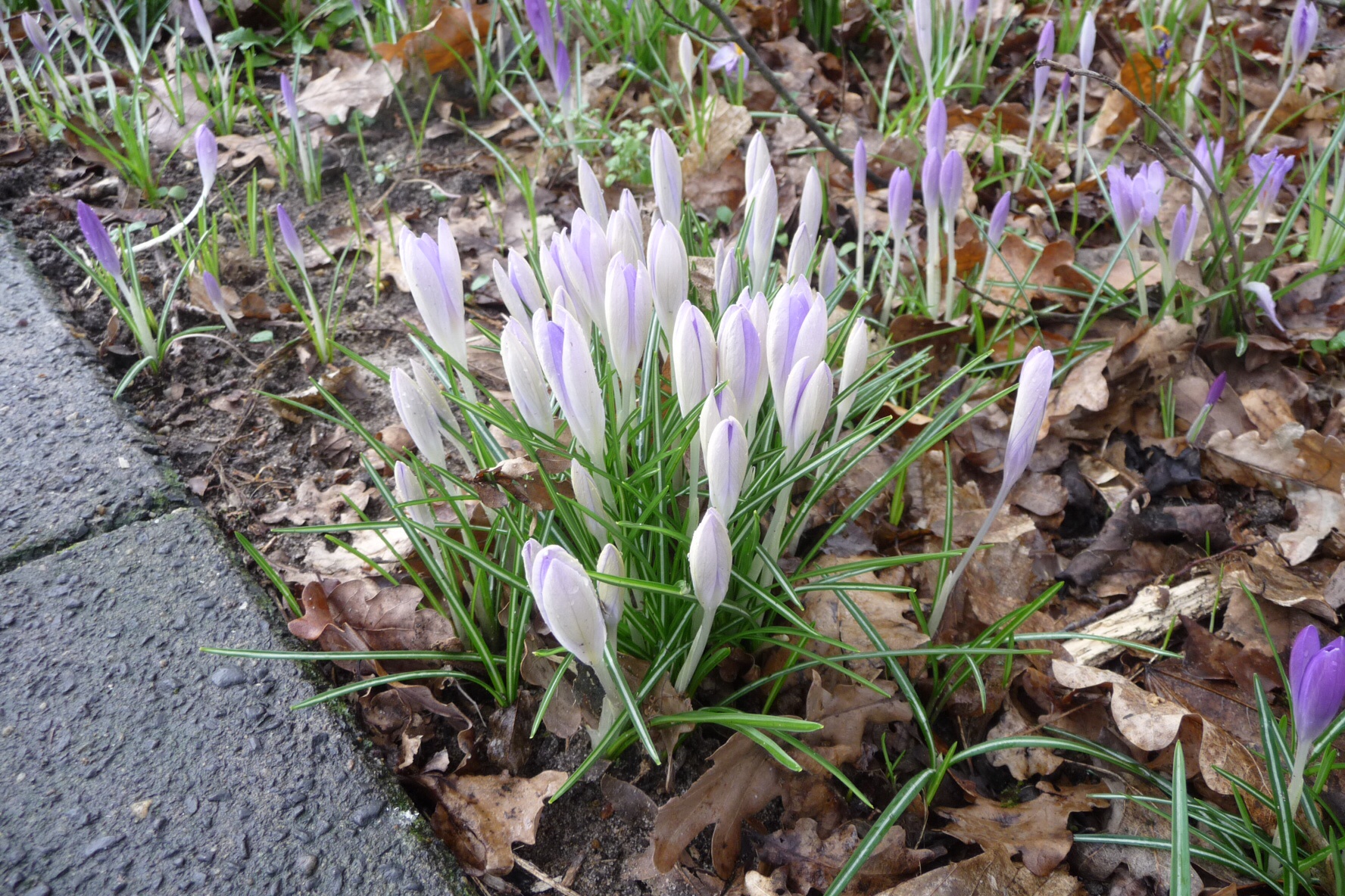 Krokus