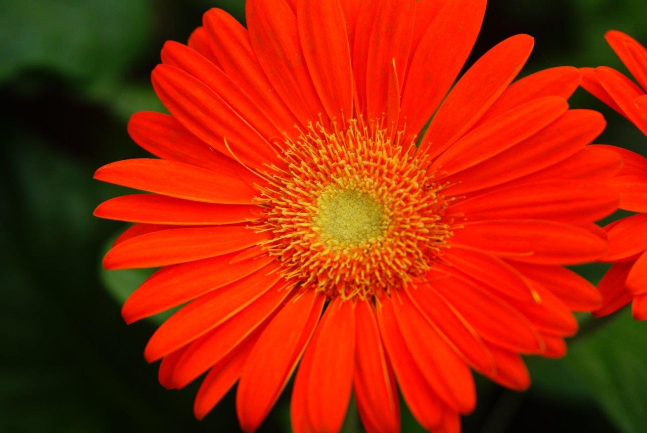 Gerbera