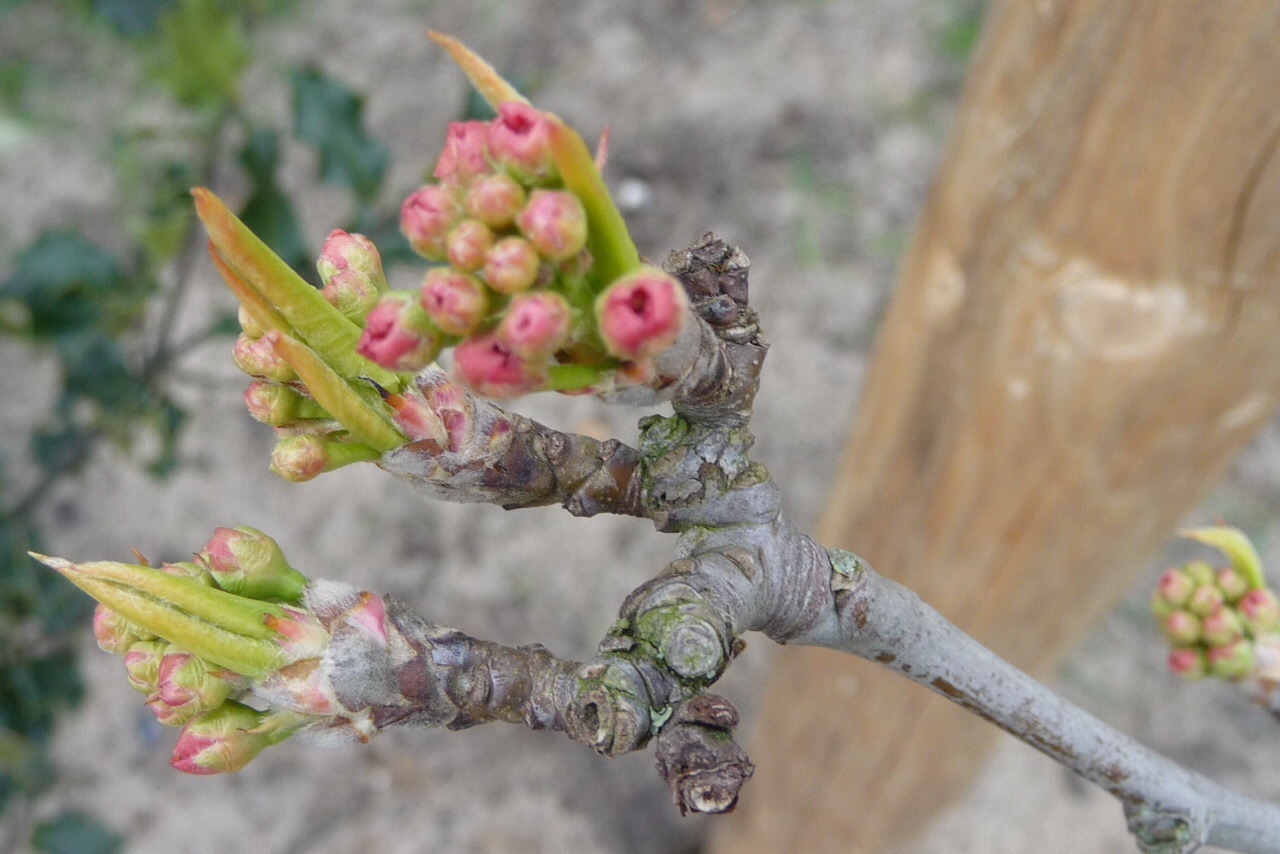 Knop 2