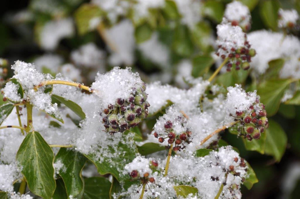 Hedra in de sneeuw