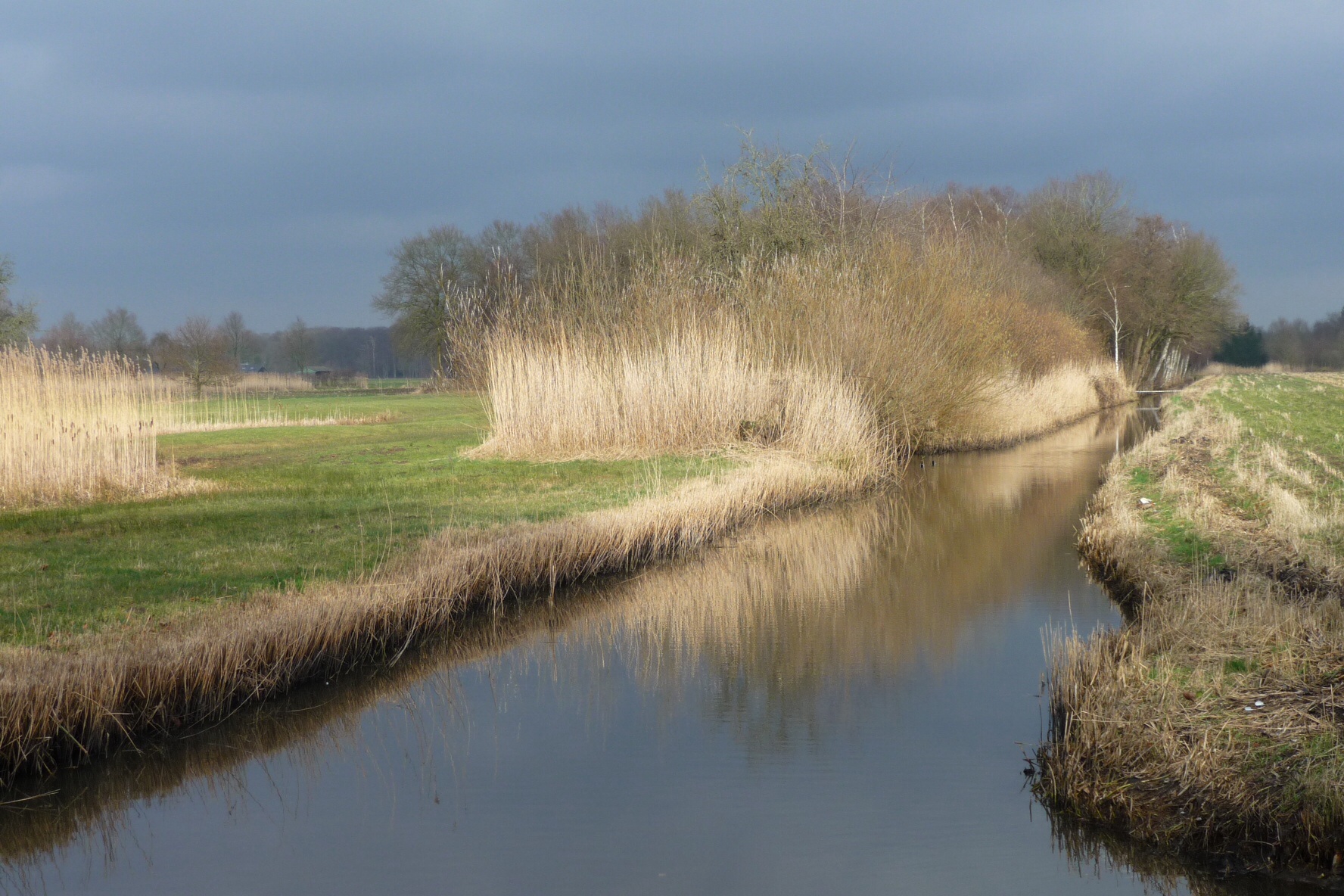 Riet