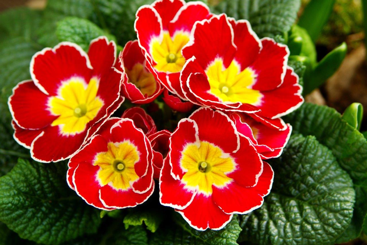 Primula