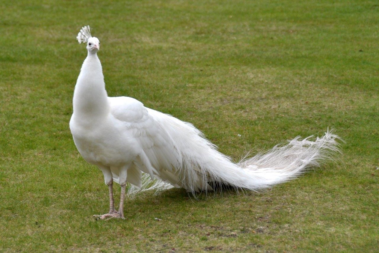 Witte pauw