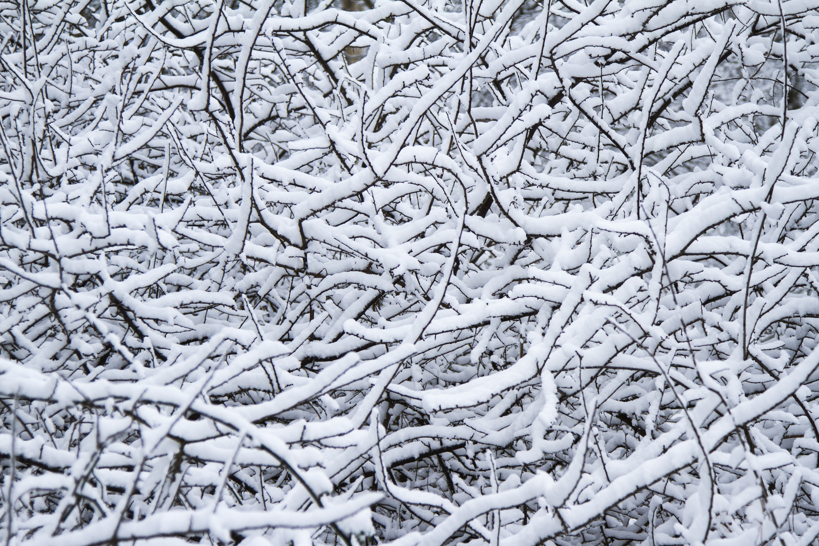 Betakt Sneeuw