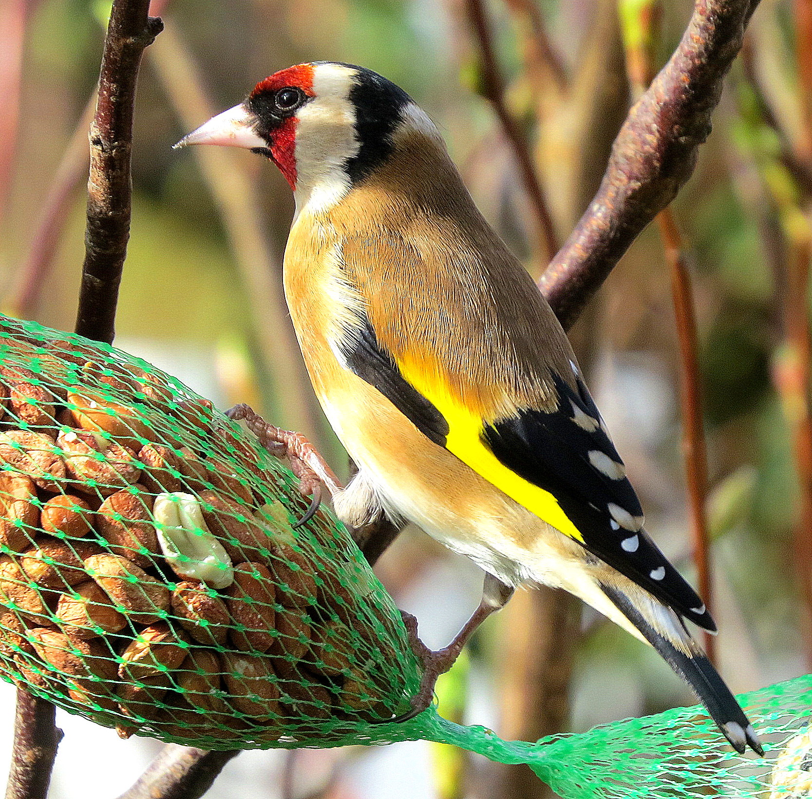 Putter van z'n mooiste kant