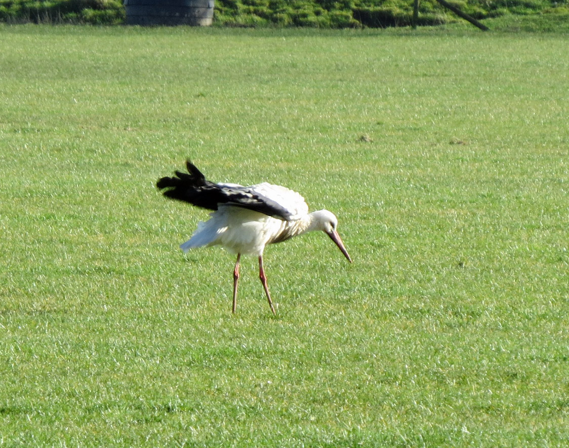 Opwaaiend lenterokje