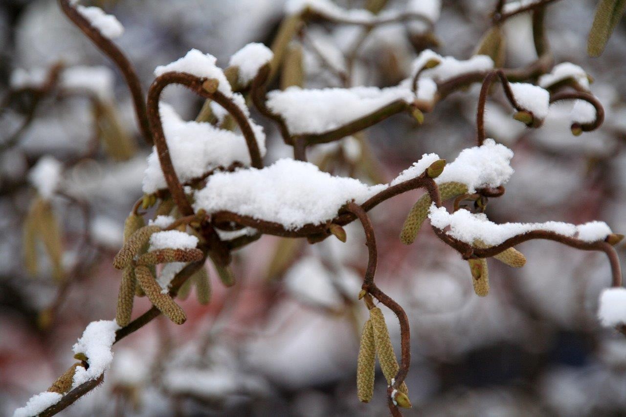 Winter 2
