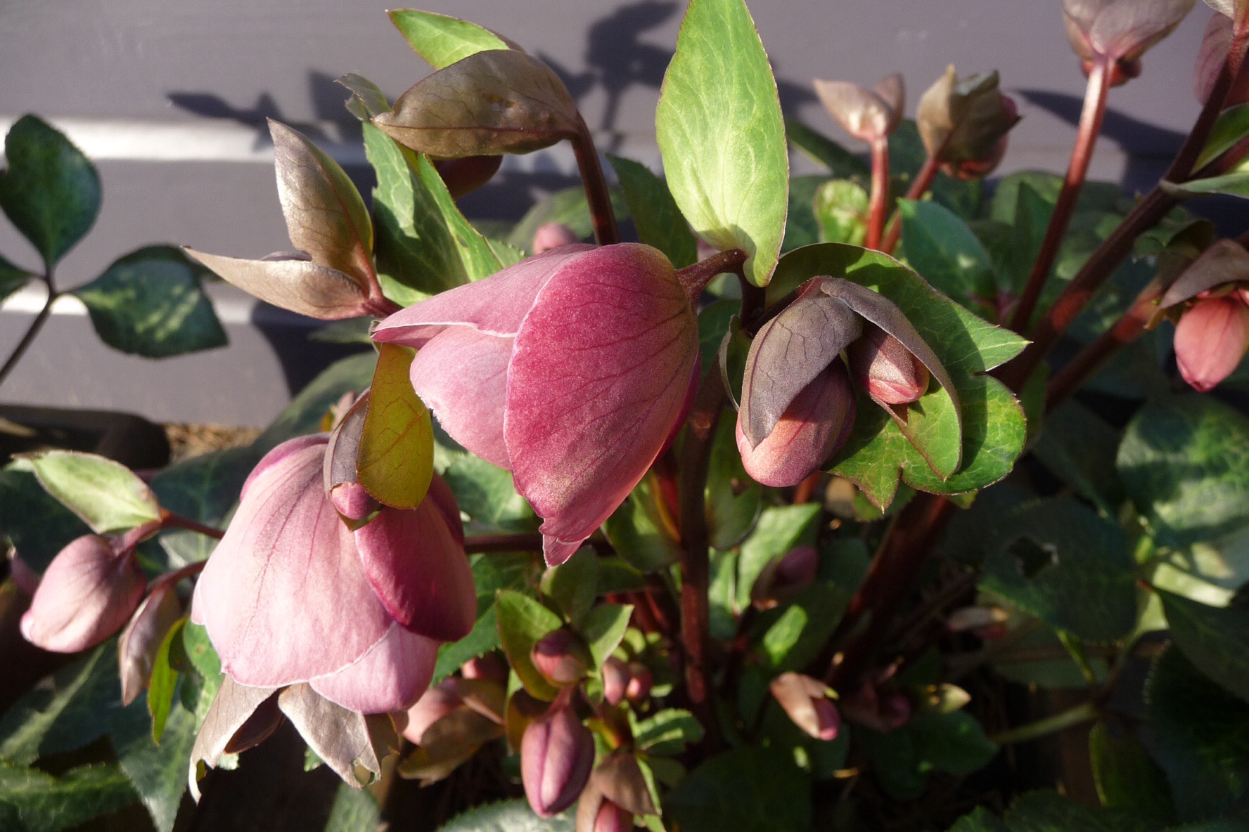 Helleborus