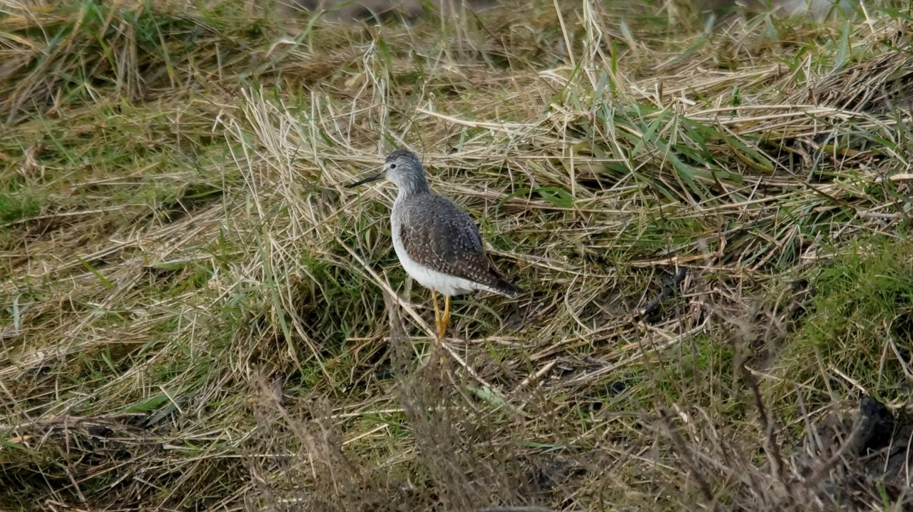 Kleine geelpootruiter 2