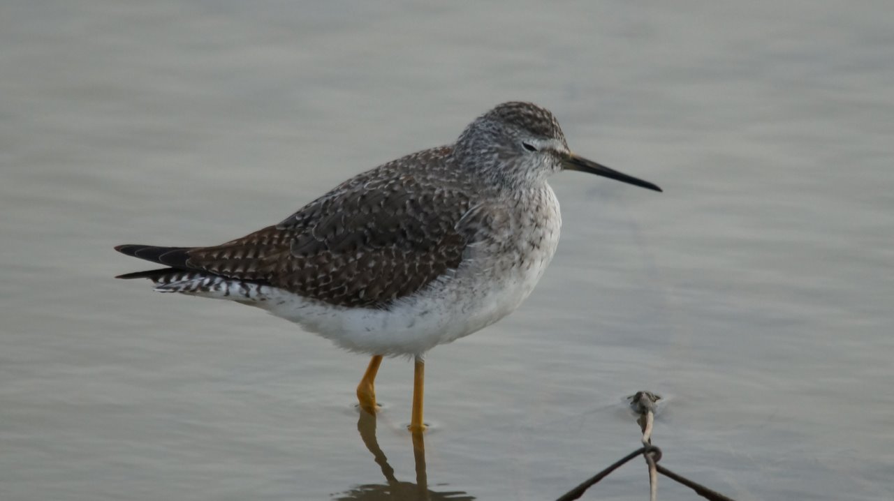 Kleine geelpootruiter 4