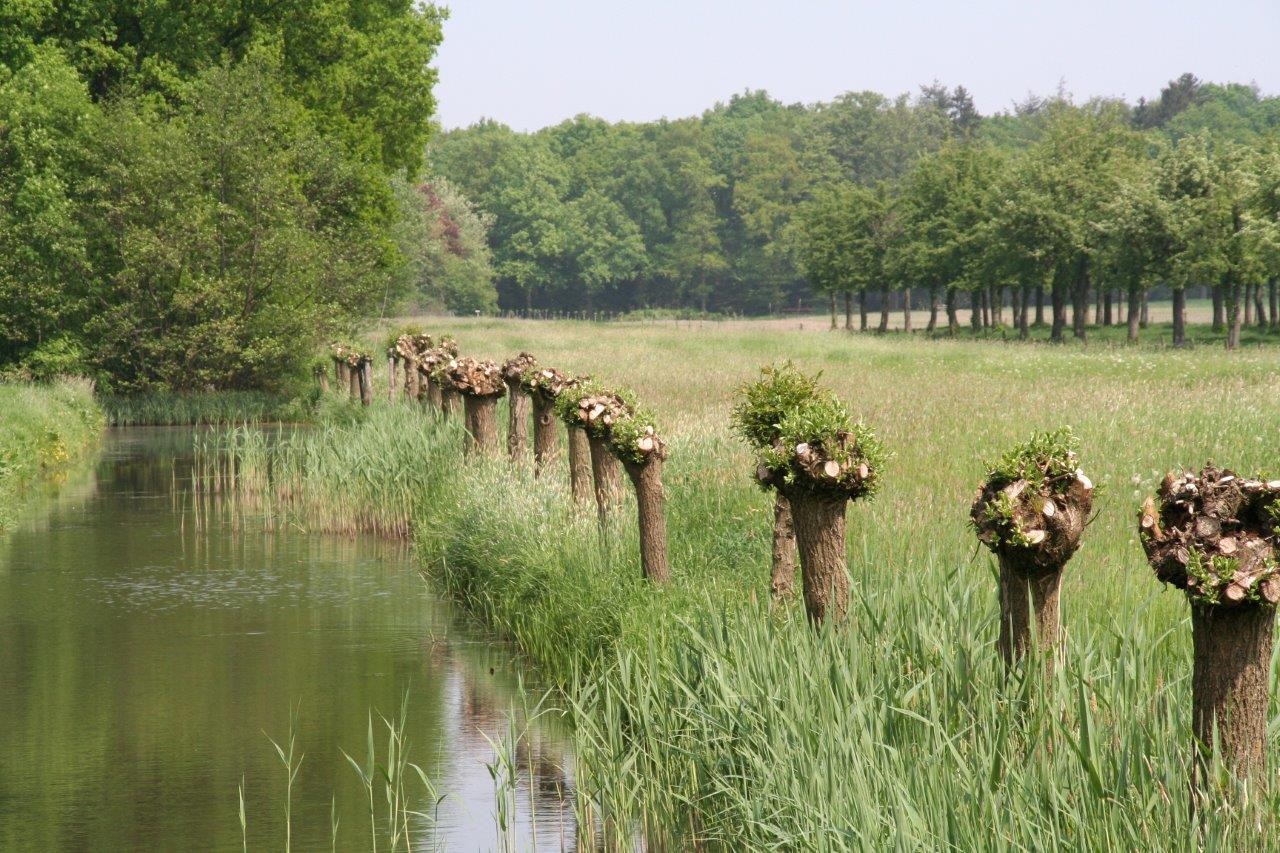 Wilgen