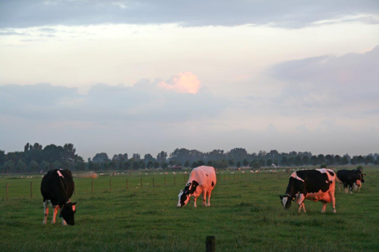 Koeien bij avondzon 2