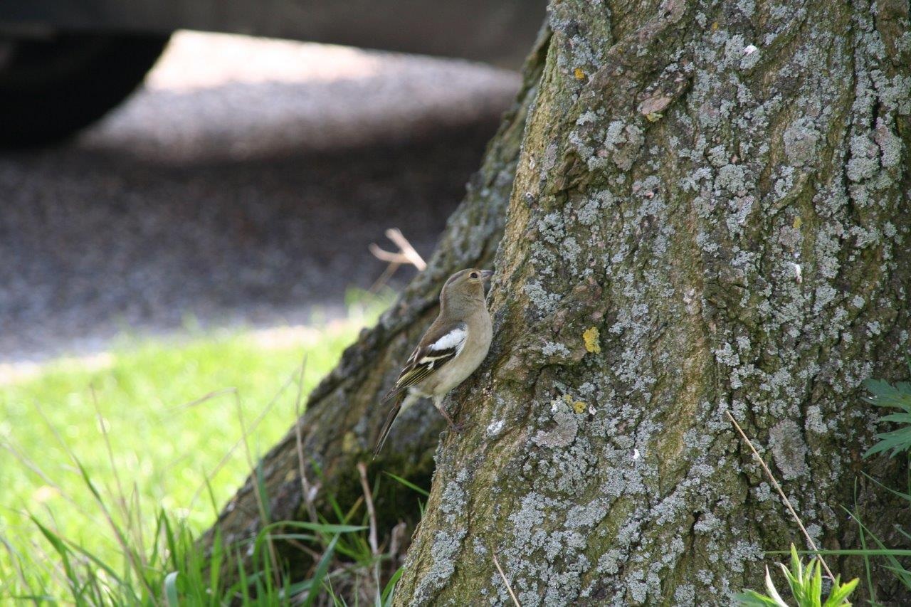 Jonge vink?
